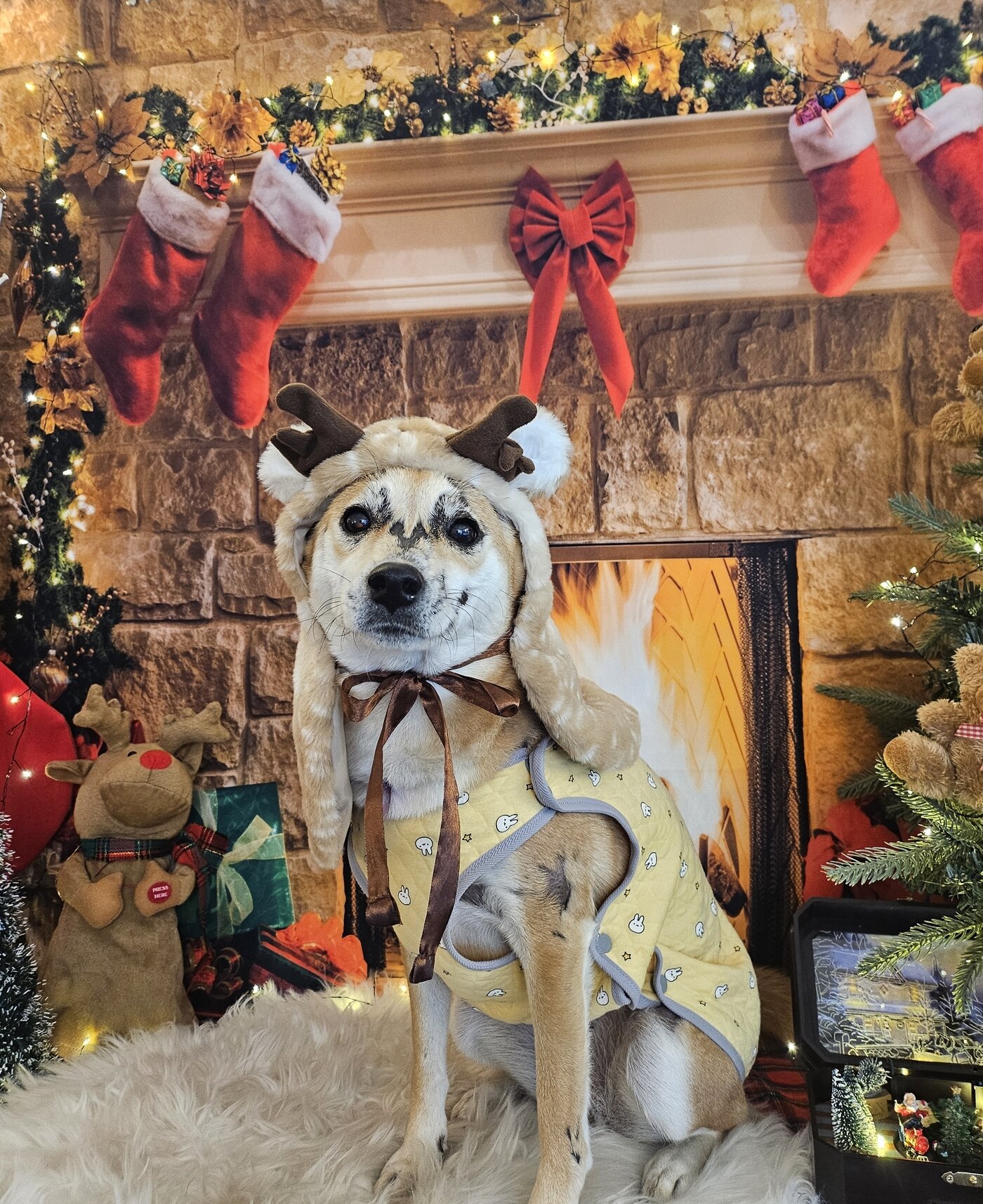 본문 이미지 - 루돌프로 변신한 범범(인스타그램 2_sol_2_ 제공) ⓒ 뉴스1