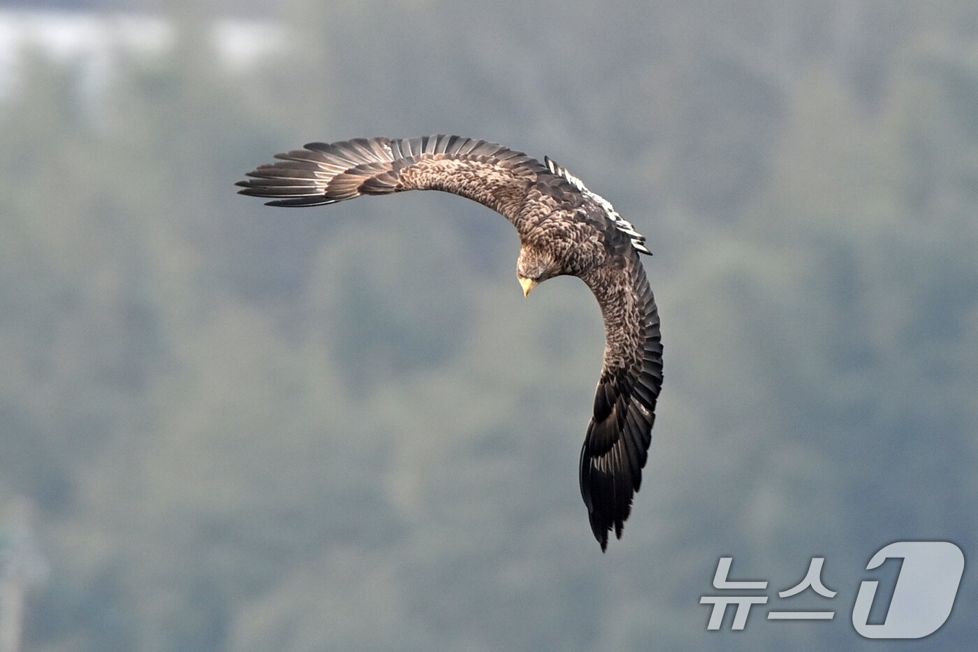 본문 이미지 - 20일 천연기념물 제243-4호이자 환경부 멸종위기 야생생물 I급인 흰꼬리수리 두마리가 경북 고령군 우곡리에 있는 독수리 식당 인근 하천에서 먹잇감을 포착하고 있다. 2025.12.20/뉴스1 ⓒ News1 최창호 기자