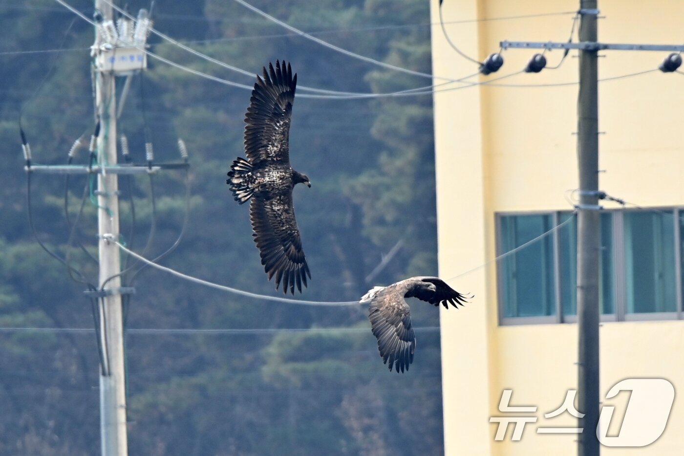 본문 이미지 - 20일 천연기념물 제243-4호이자 환경부 멸종위기 야생생물 I급인 흰꼬리수리 두마리가 경북 고령군 우곡리에 있는 독수리 식당 인근 하천에서 먹잇감을 사냥하기 위해 전신주 사이를 비행하고 있다. 2025.12.20/뉴스1 ⓒ News1 최창호 기자