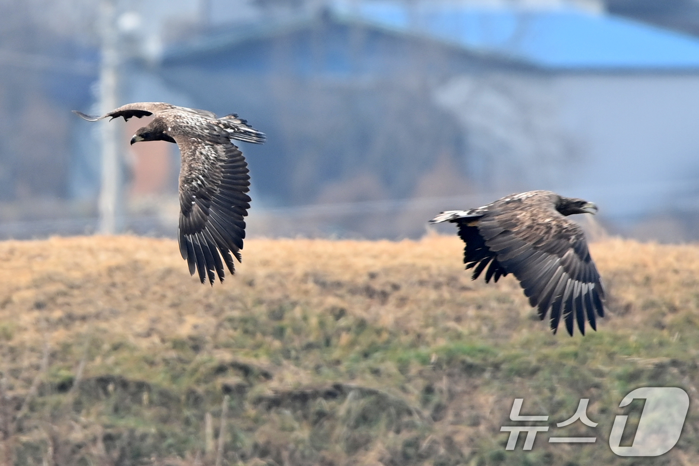 (고령=뉴스1) 최창호 기자 = 20일 천연기념물 제243-4호이자 환경부 멸종위기 야생생물 I급인 흰꼬리수리 두마리가 경북 고령군 우곡리에 있는 독수리 식당 인근 하천에서 먹잇감 …