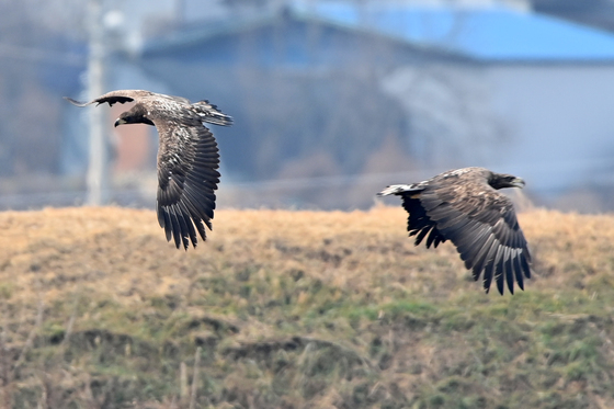 먹잇감 찾는 흰꼬리수리