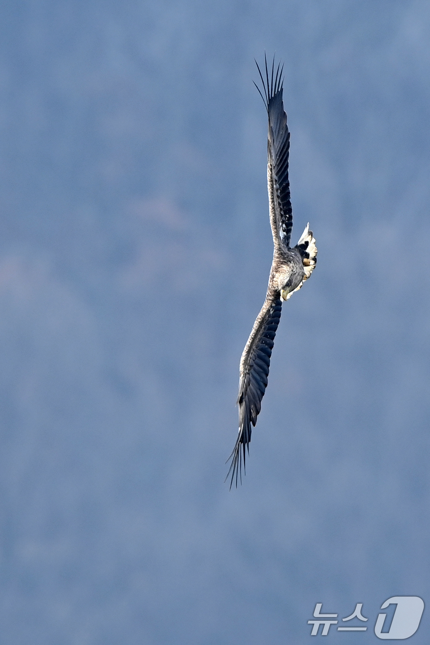 (고령=뉴스1) 최창호 기자 = 20일 천연기념물 제243-4호이자 환경부 멸종위기 야생생물 I급인 흰꼬리수리가 경북 고령군 우곡리에 있는 독수리 식당 인근 하천에서 먹잇감을 사냥 …