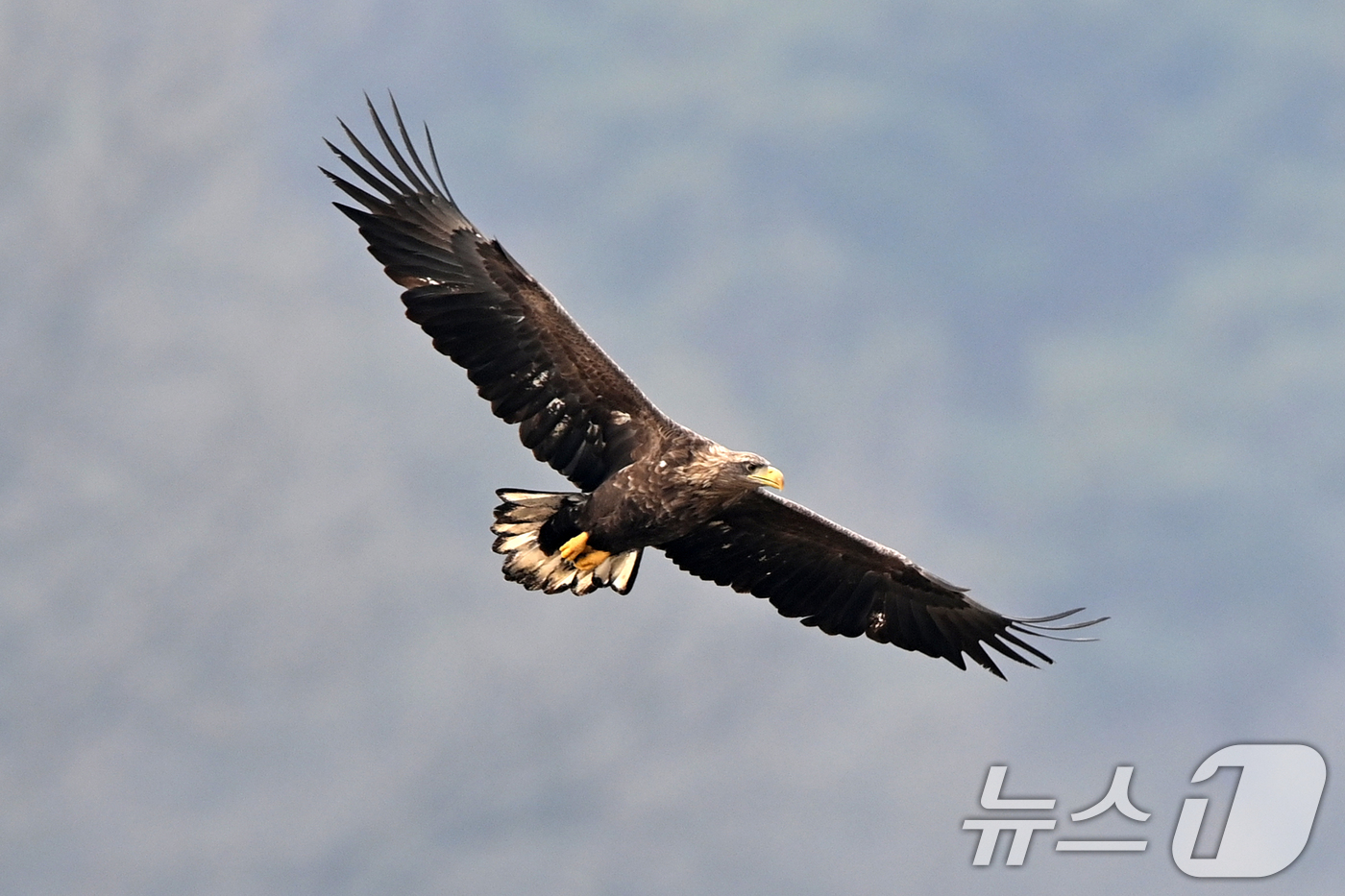 (고령=뉴스1) 최창호 기자 = 20일 천연기념물 제243-4호이자 환경부 멸종위기 야생생물 I급인 흰꼬리수리 두마리가 경북 고령군 우곡리에 있는 독수리 식당 인근 하천에서 먹잇감 …