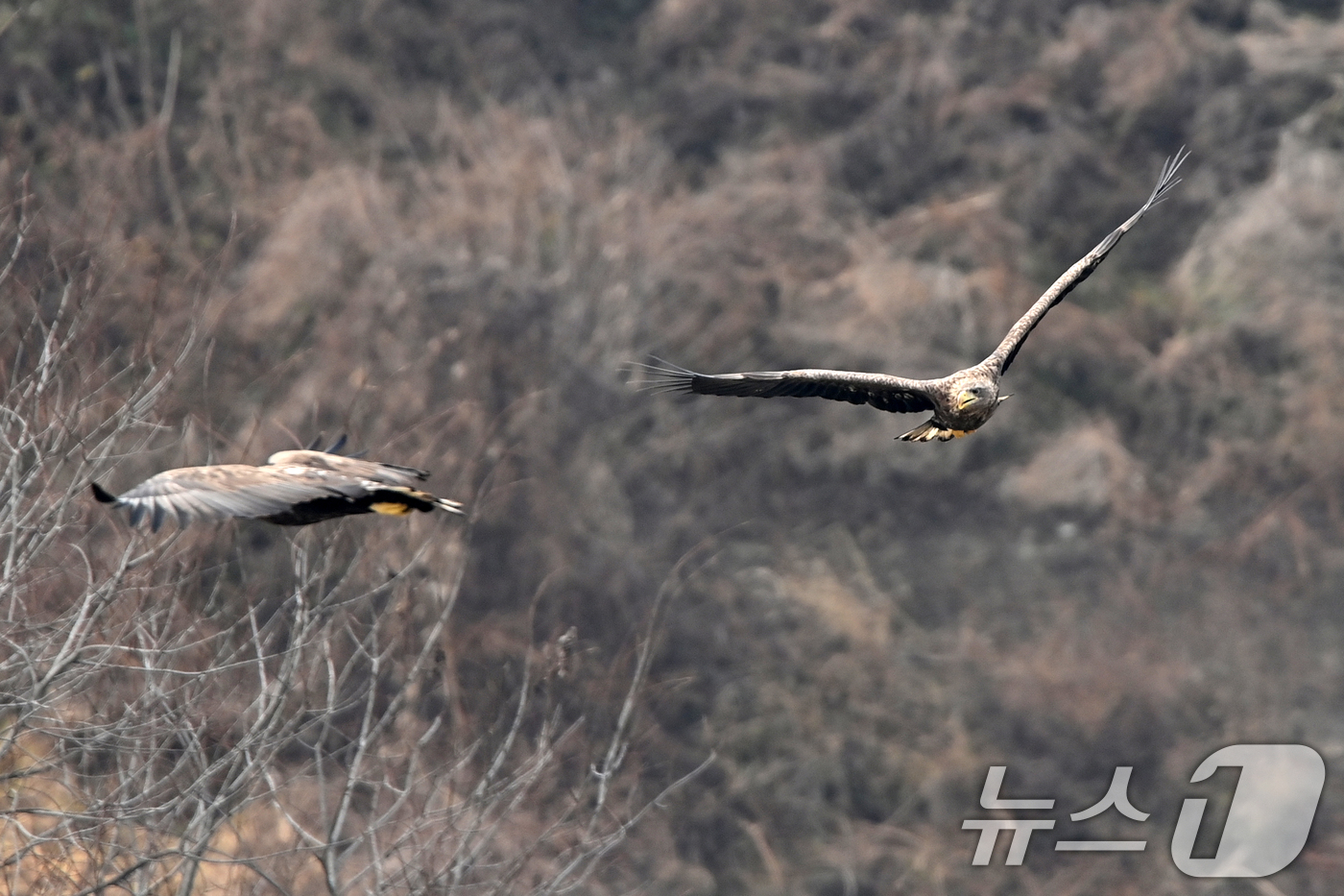 (고령=뉴스1) 최창호 기자 = 20일 천연기념물 제243-4호이자 환경부 멸종위기 야생생물 I급인 흰꼬리수리 두마리가 경북 고령군 우곡리에 있는 독수리 식당 인근 하천에서 먹잇감 …