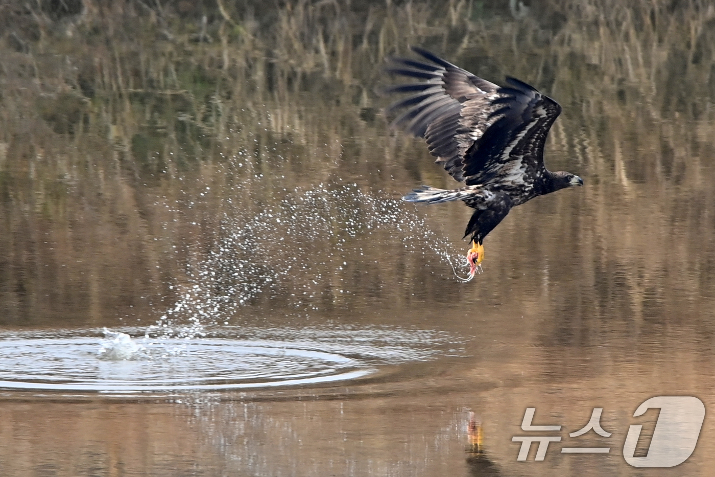 (고령=뉴스1) 최창호 기자 = 20일 천연기념물 제243-4호이자 환경부 멸종위기 야생생물 I급인 흰꼬리수리가 경북 고령군 우곡리에 있는 독수리 식당 인근 하천에서 먹잇감을 사냥 …