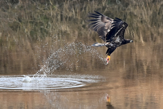 먹잇감 낚아챈 흰꼬리수리
