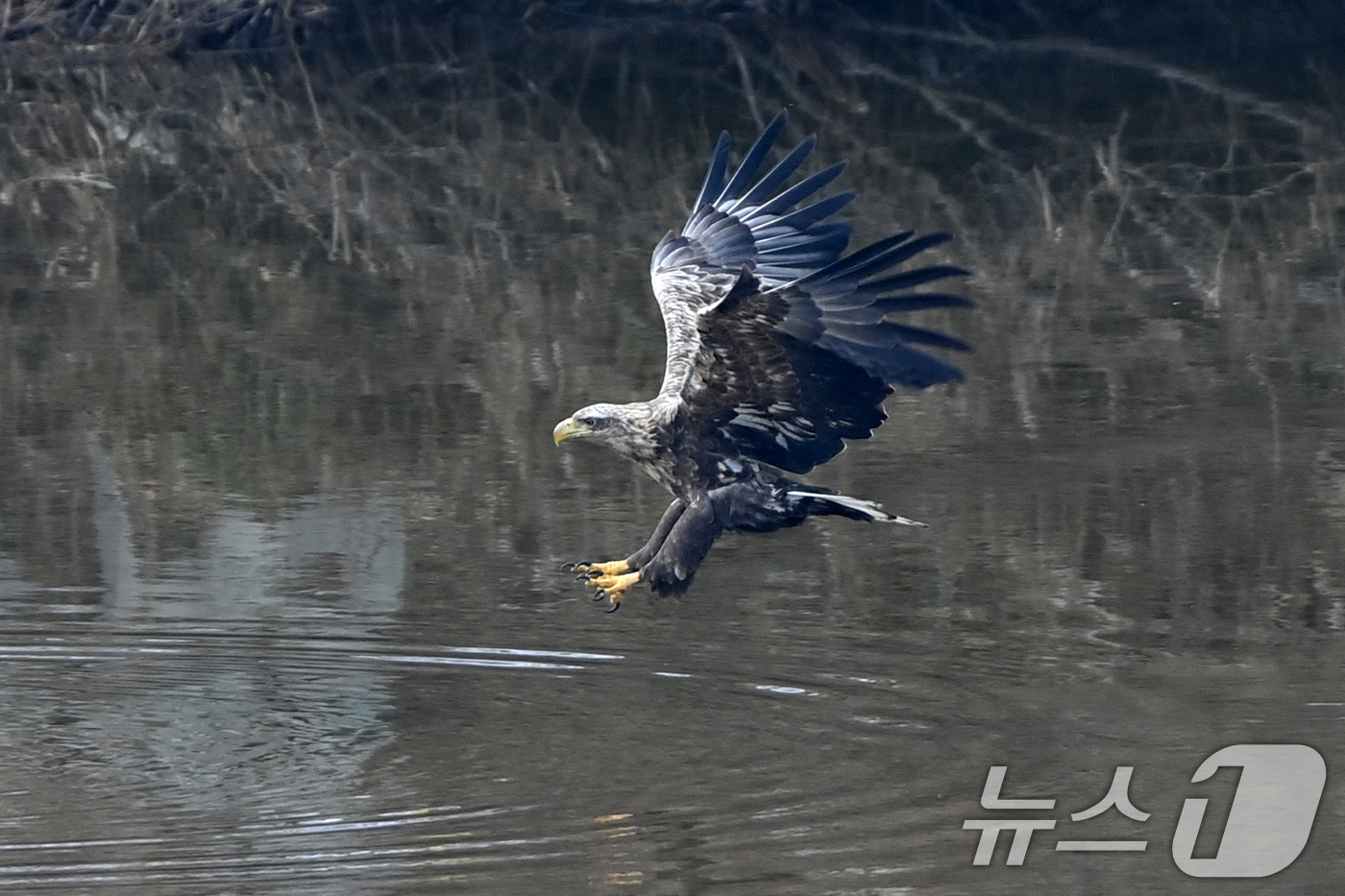 (고령=뉴스1) 최창호 기자 = 20일 천연기념물 제243-4호이자 환경부 멸종위기 야생생물 I급인 흰꼬리수리가 경북 고령군 우곡리에 있는 독수리 식당 인근 하천에서 먹잇감을 사냥 …