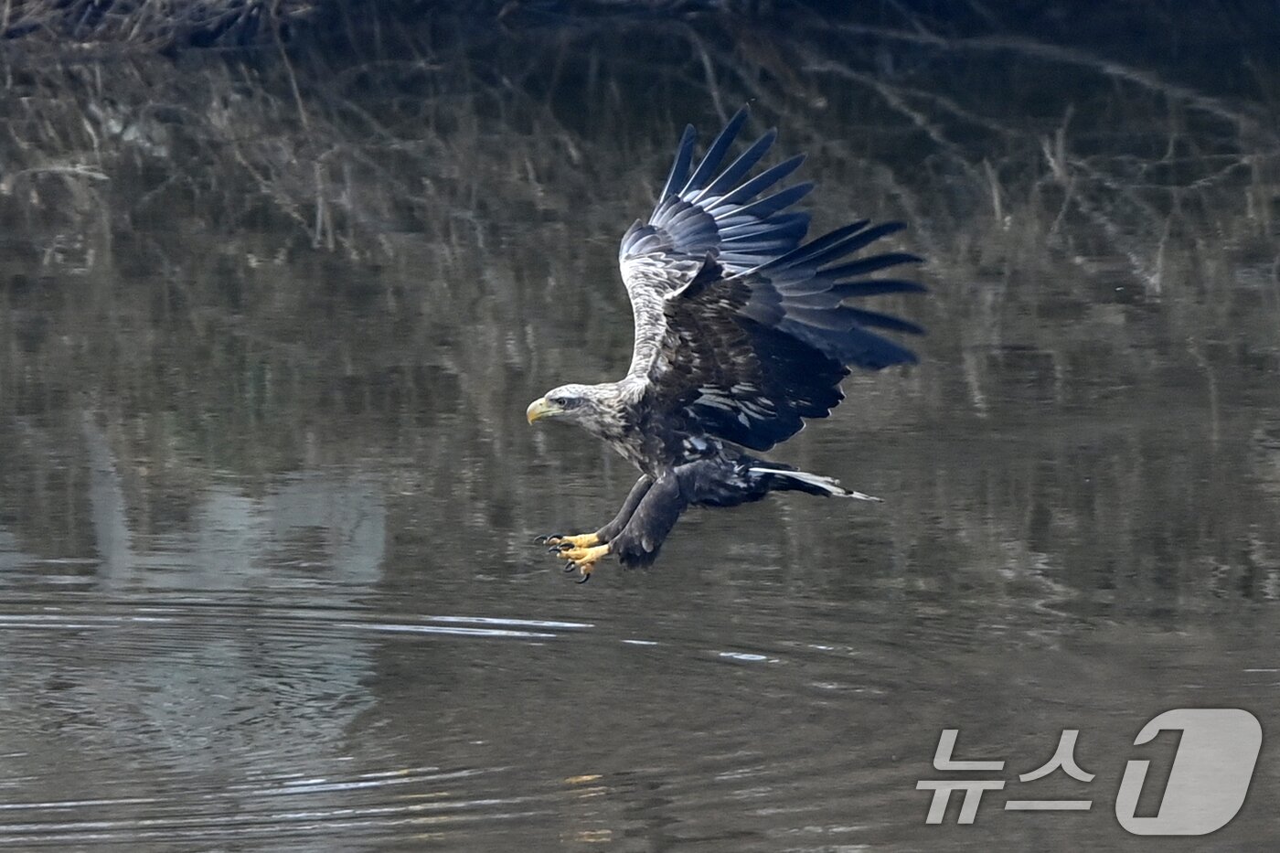 본문 이미지 - 20일 천연기념물 제243-4호이자 환경부 멸종위기 야생생물 I급인 흰꼬리수리가 경북 고령군 우곡리에 있는 독수리 식당 인근 하천에서 먹잇감을 사냥하고 있다. ⓒ News1 최창호 기자