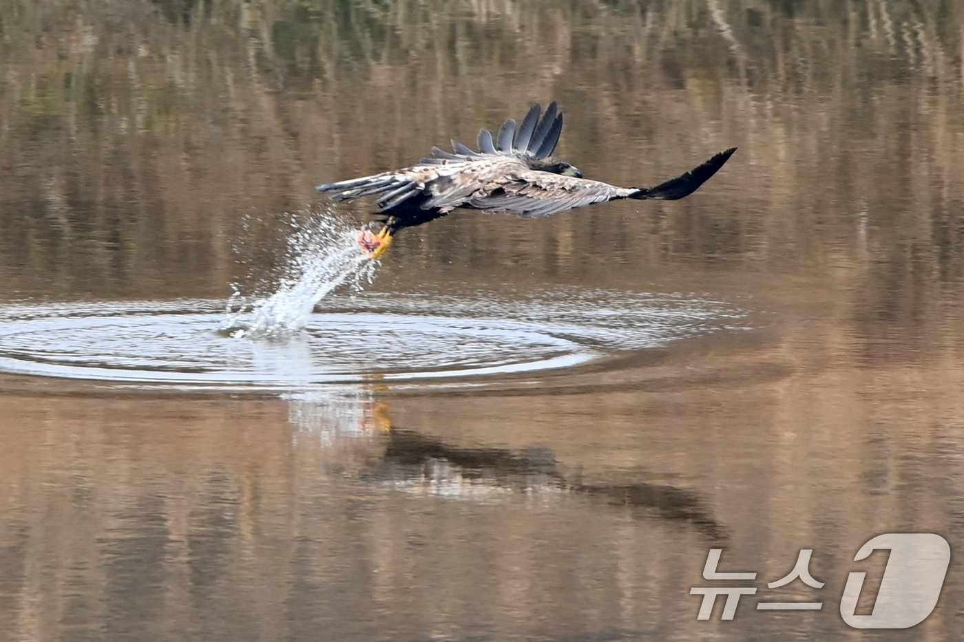 (고령=뉴스1) 최창호 기자 = 20일 천연기념물 제243-4호이자 환경부 멸종위기 야생생물 I급인 흰꼬리수리가 경북 고령군 우곡리에 있는 독수리 식당 인근 하천에서 먹잇감을 사냥 …