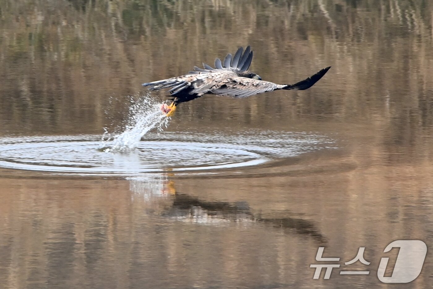 본문 이미지 - 20일 천연기념물 제243-4호이자 환경부 멸종위기 야생생물 I급인 흰꼬리수리가 경북 고령군 우곡리에 있는 독수리 식당 인근 하천에서 먹잇감을 사냥하고 있다. 2025.12.20/뉴스1 ⓒ News1 최창호 기자