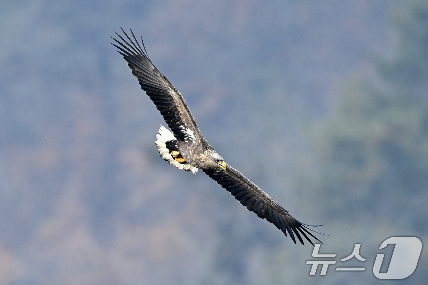 (고령=뉴스1) 최창호 기자 = 20일 천연기념물 제243-4호이자 환경부 멸종위기 야생생물 I급인 흰꼬리수리 두마리가 경북 고령군 우곡리에 있는 독수리 식당 인근에서 먹잇감 사냥 …
