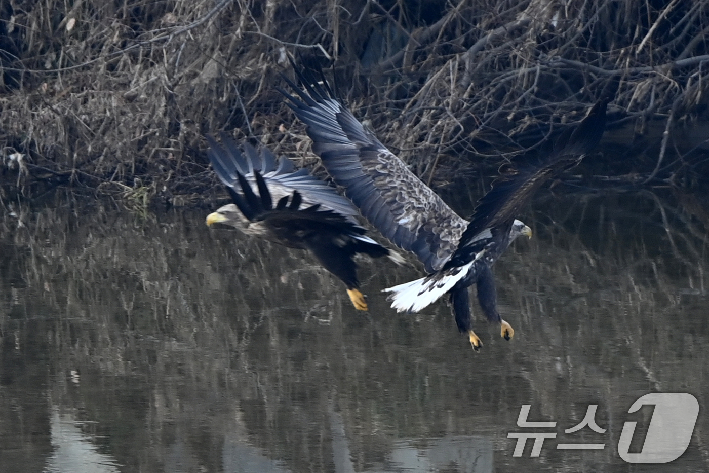 (고령=뉴스1) 최창호 기자 = 20일 천연기념물 제243-4호이자 환경부 멸종위기 야생생물 I급인 흰꼬리수리가 경북 고령군 우곡리에 있는 독수리 식당 인근 하천에서 먹잇감을 사냥 …