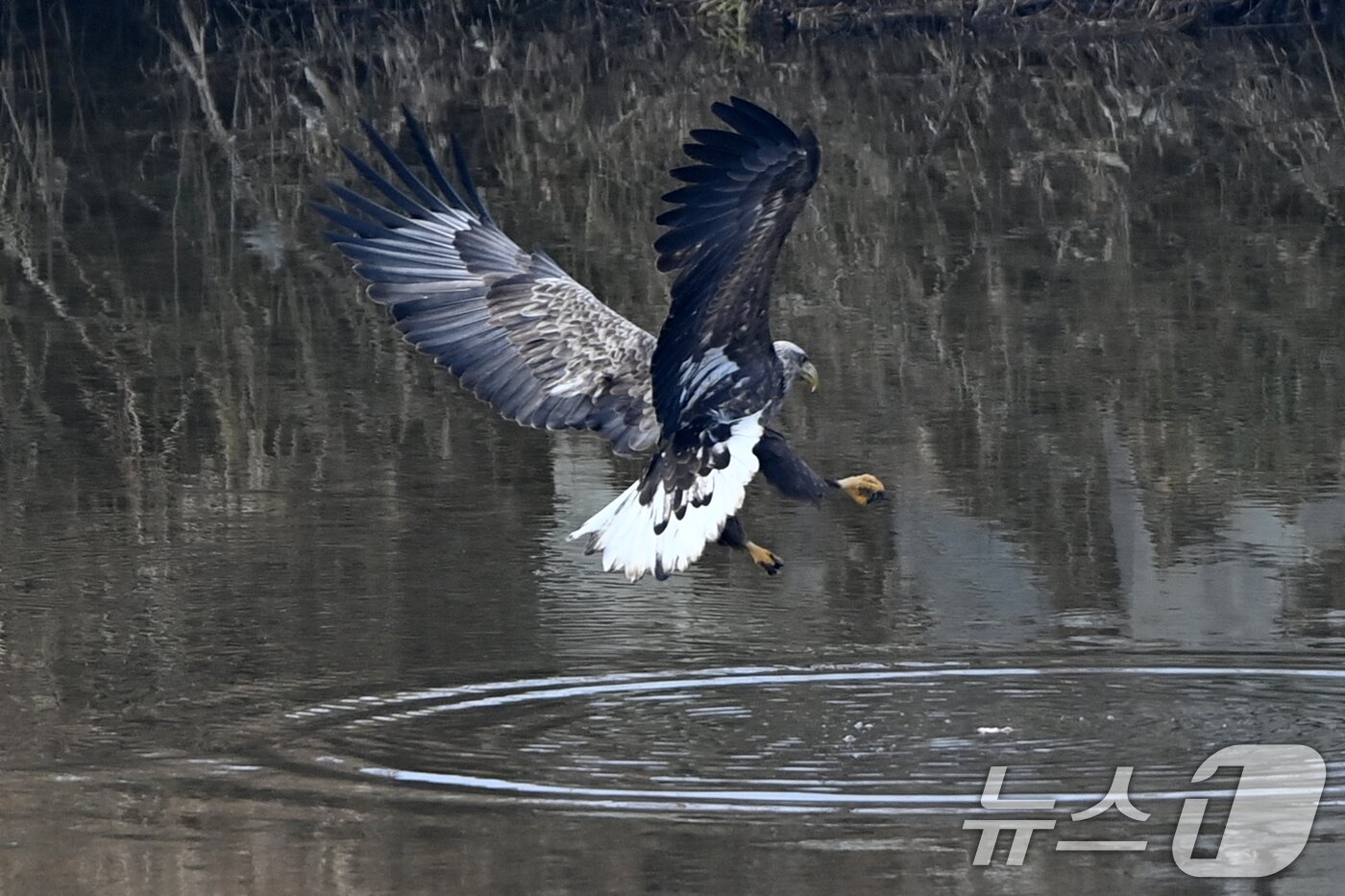 본문 이미지 - 20일 천연기념물 제243-4호이자 환경부 멸종위기 야생생물 I급인 흰꼬리수리가 경북 고령군 우곡리에 있는 독수리 식당 인근 하천에서 먹잇감을 사냥하기 위해 수면 위로 내려오고 있다. ⓒ News1 최창호 기자