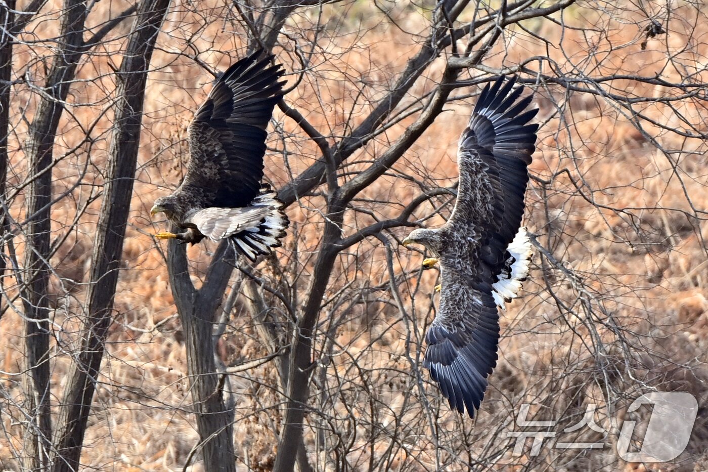본문 이미지 - 20일 천연기념물 제243-4호이자 환경부 멸종위기 야생생물 I급인 흰꼬리수리 두마리가 경북 고령군 우곡리에 있는 독수리 식당 인근에서 먹잇감 사냥을 준비하고 있다. ⓒ News1 최창호 기자