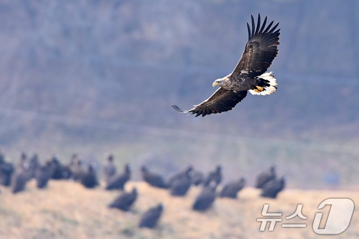 본문 이미지 - 20일 천연기념물 제243-4호이자 환경부 멸종위기 야생생물 I급인 흰꼬리수리가 경북 고령군 우곡리에 있는 독수리 식당 인근에서 독수리앞을 날아가고 있다. ⓒ News1 최창호 기자