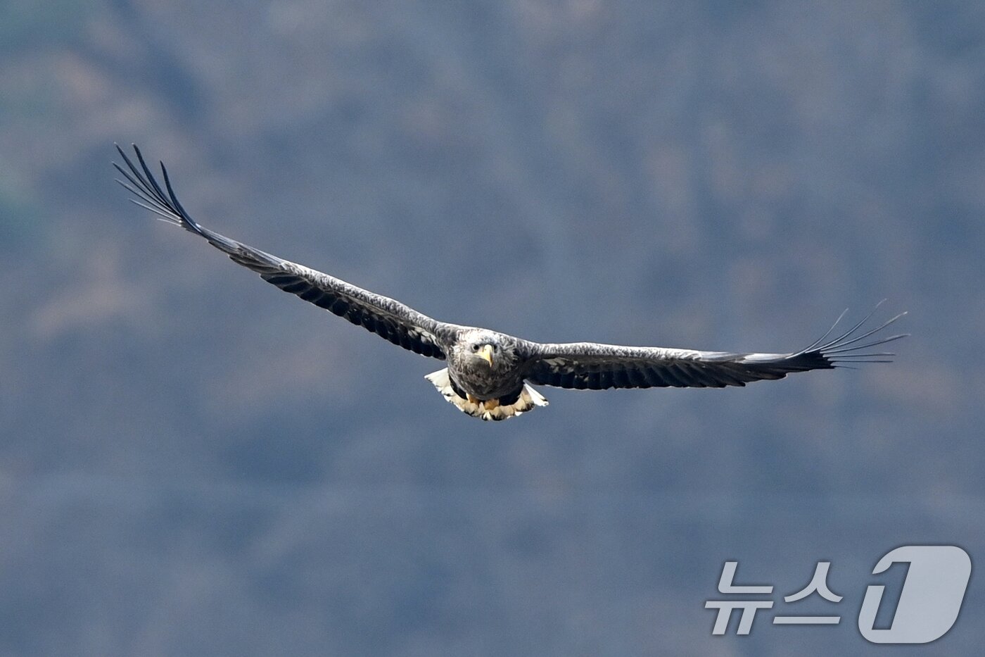 본문 이미지 - 20일 천연기념물 제243-4호이자 환경부 멸종위기 야생생물 I급인 흰꼬리수리가 경북 고령군 우곡리에 있는 독수리 식당 인근 하천에서 먹잇감을 찾아 날아가고 있다. ⓒ News1 최창호 기자