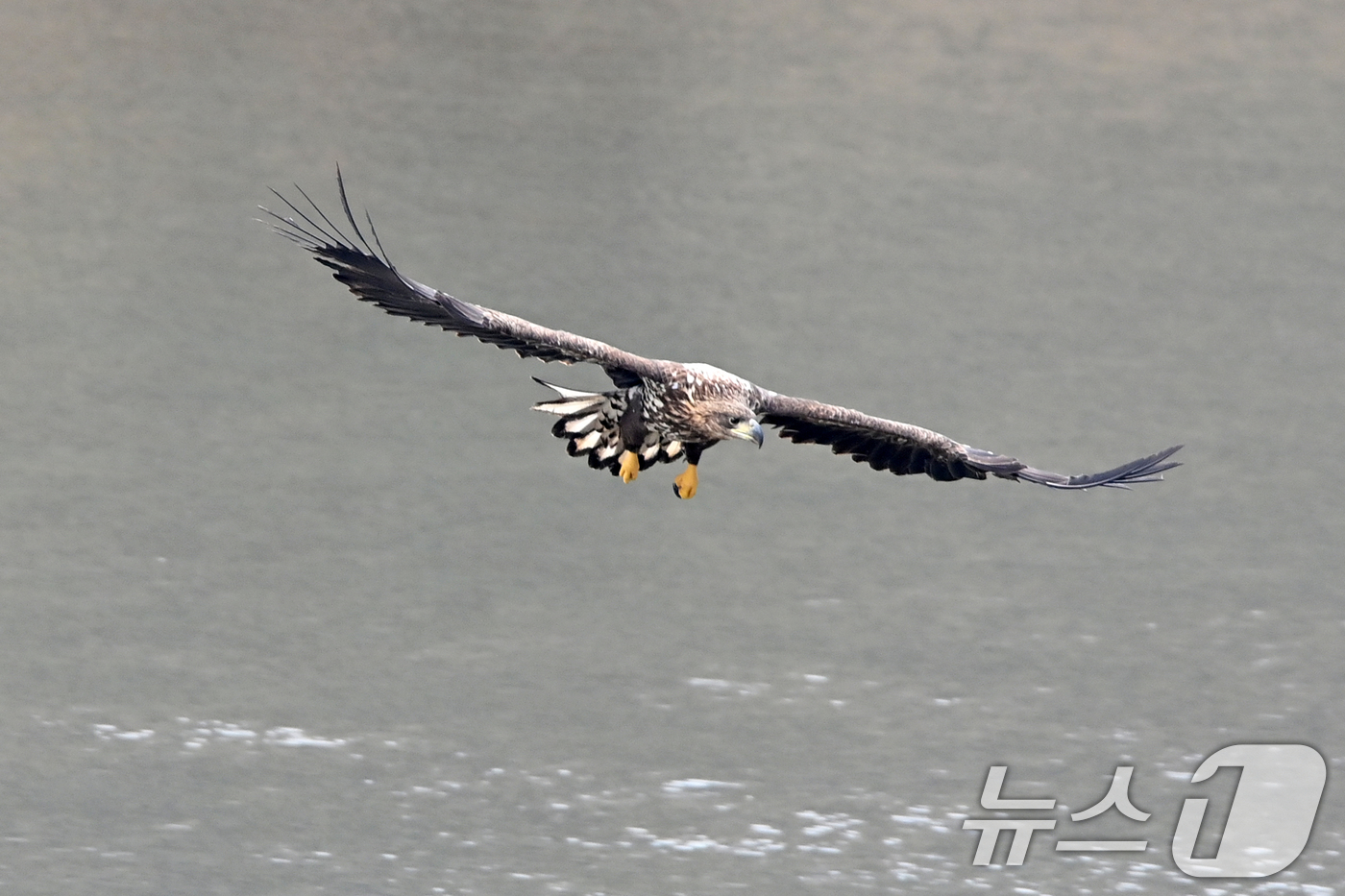 (고령=뉴스1) 최창호 기자 = 20일 천연기념물 제243-4호이자 환경부 멸종위기 야생생물 I급인 흰꼬리수리가 경북 고령군 우곡리에 있는 독수리 식당 인근에서 먹잇감을 찾아 날아 …