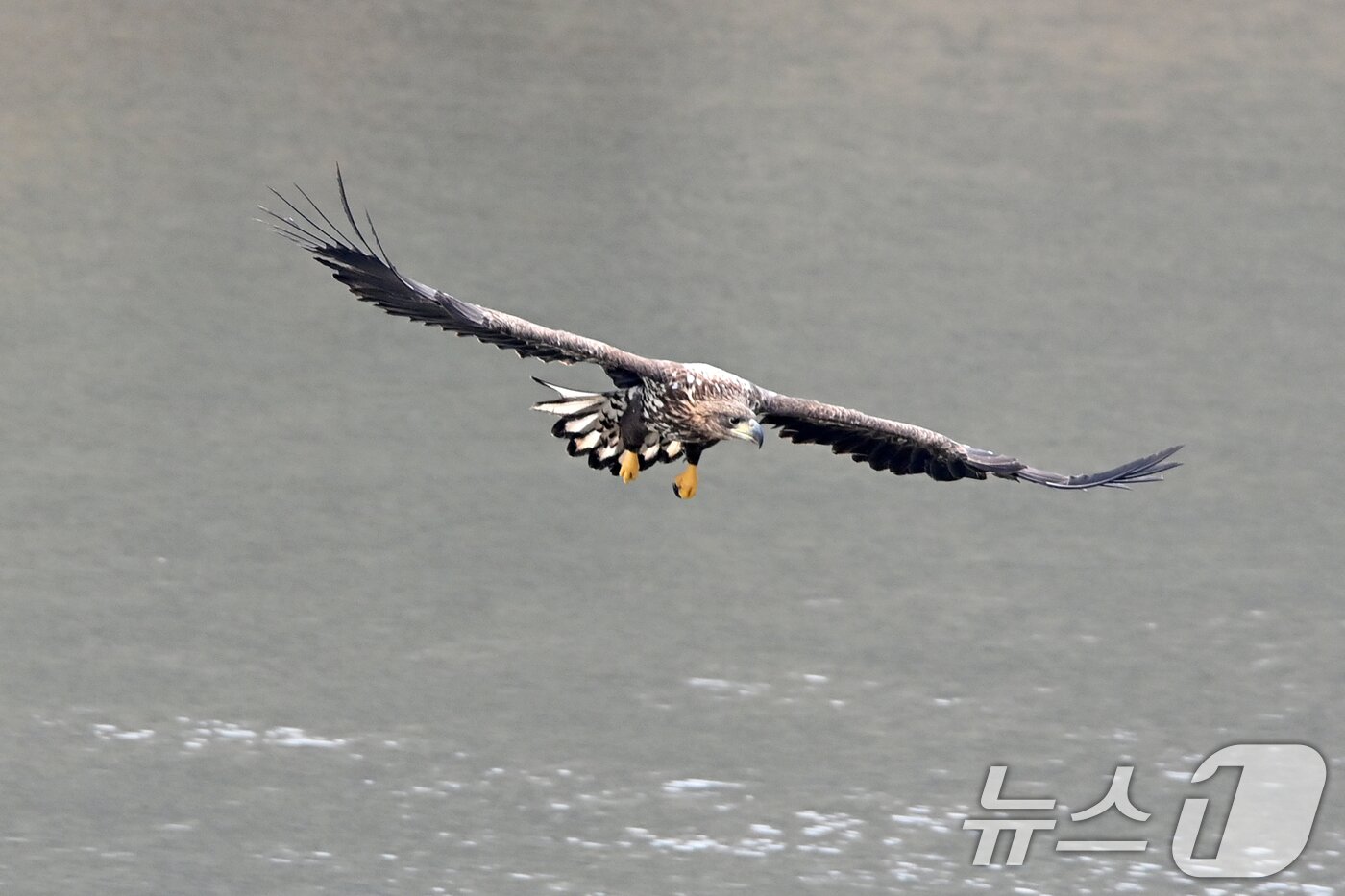본문 이미지 - 20일 천연기념물 제243-4호이자 환경부 멸종위기 야생생물 I급인 흰꼬리수리가 경북 고령군 우곡리에 있는 독수리 식당 인근에서 먹잇감을 찾아 날아다니고 있다. ⓒ News1 최창호 기자