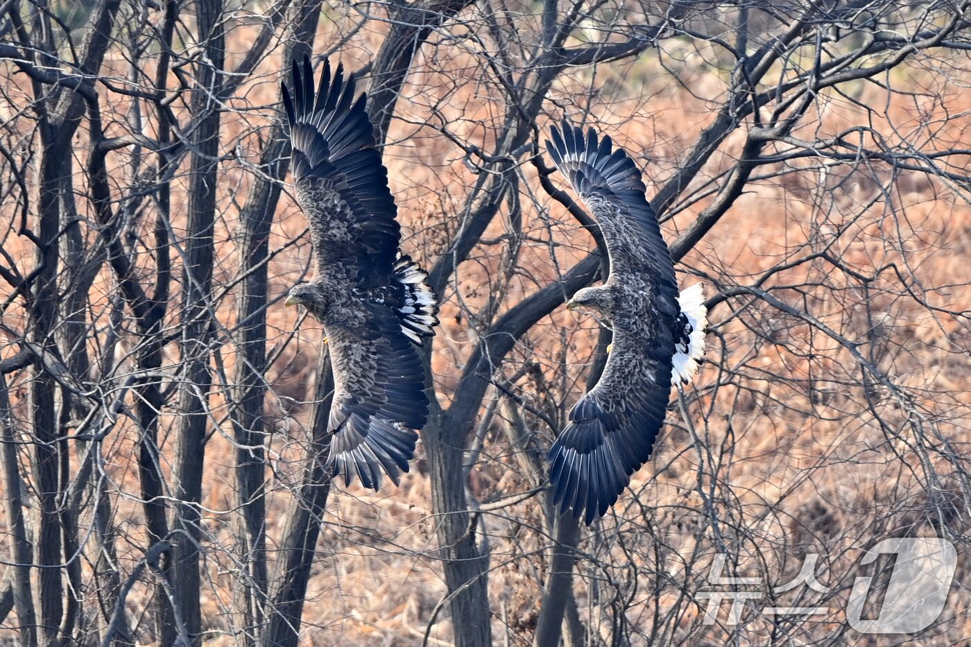 본문 이미지 - 20일 천연기념물 제243-4호이자 환경부 멸종위기 야생생물 I급인 흰꼬리수리 두마리가 경북 고령군 우곡리에 있는 독수리 식당 인근에서 먹잇감 사냥을 준비하고 있다. 2025.12.20/뉴스1 ⓒ News1 최창호 기자