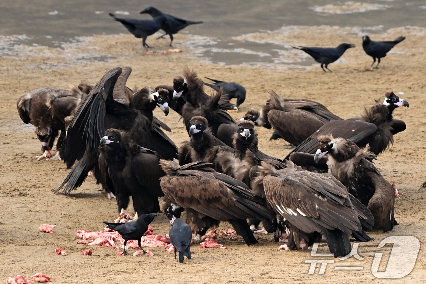 본문 이미지 - 20일 천연기념물 제243-1호인 독수리들이 경북 고령군 우보면에 있는 독수리식당에서 먹잇감을 먹고 있다. 2025.12.20/뉴스1 ⓒ News1 최창호 기자