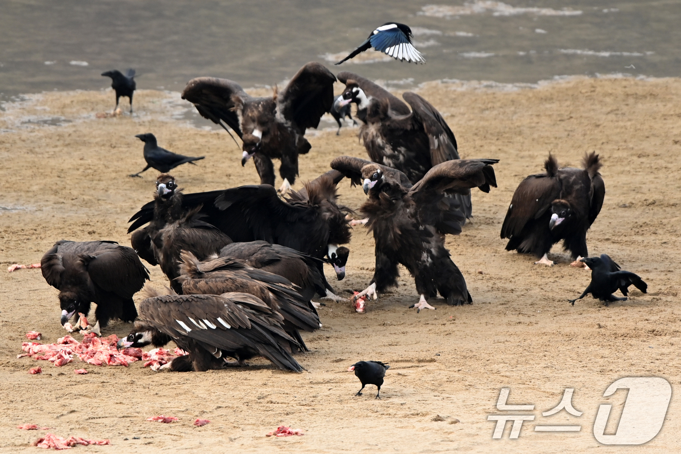 (고령=뉴스1) 최창호 기자 = 20일 천연기념물 제243-1호인 독수리들이 경북 고령군 우보면에 있는 독수리식당에서 먹잇감을 먹고 있다. 2025.12.20/뉴스1