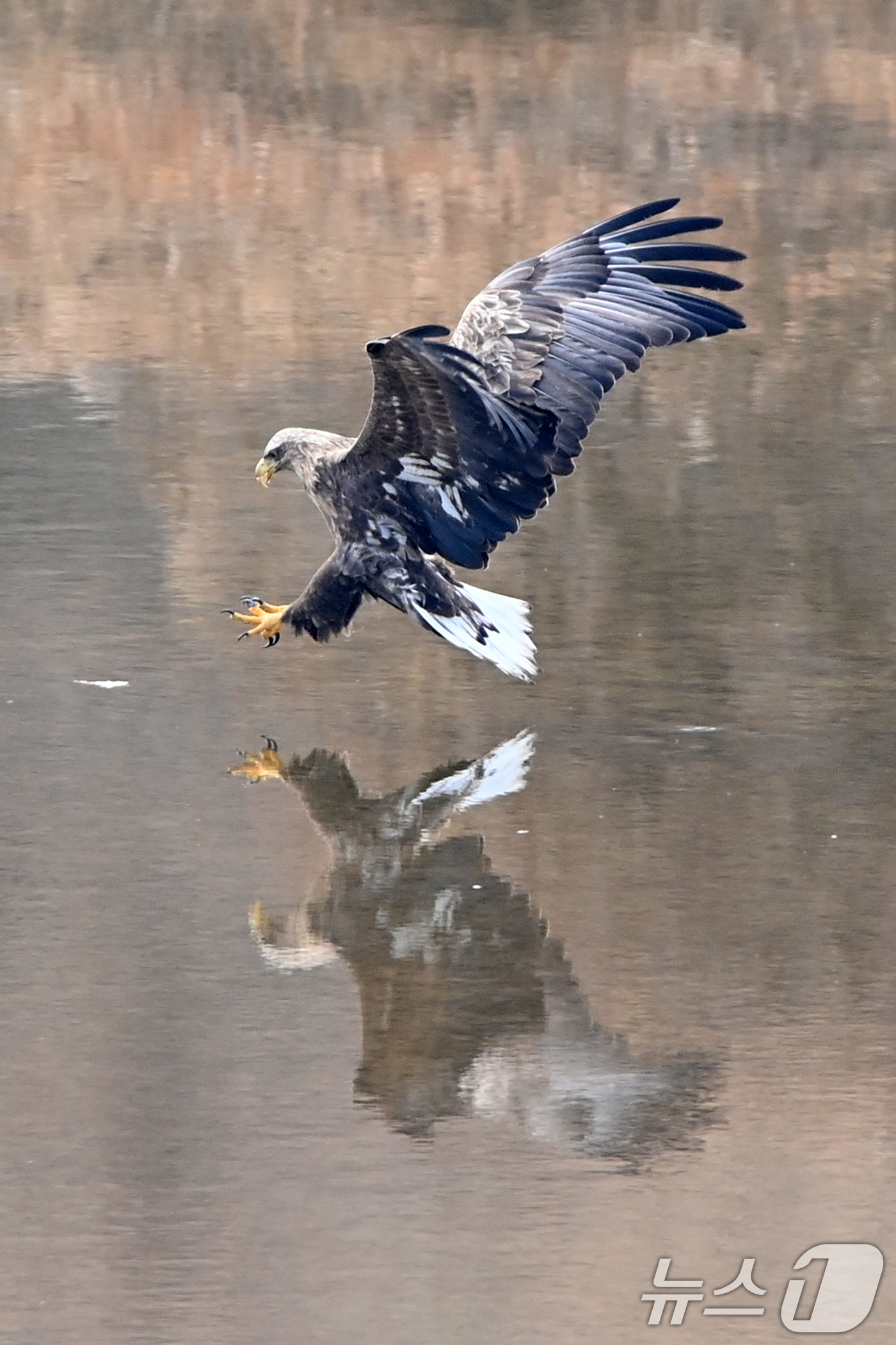 (고령=뉴스1) 최창호 기자 = 20일 천연기념물 제243-4호이자 환경부 멸종위기 야생생물 I급인 흰꼬리수리가 경북 고령군 우곡리에 있는 독수리 식당 인근에서 먹잇감을 사냥하고 …