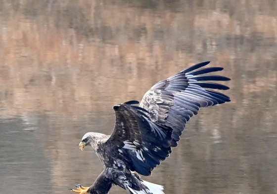 발톱 세운 흰꼬리수리