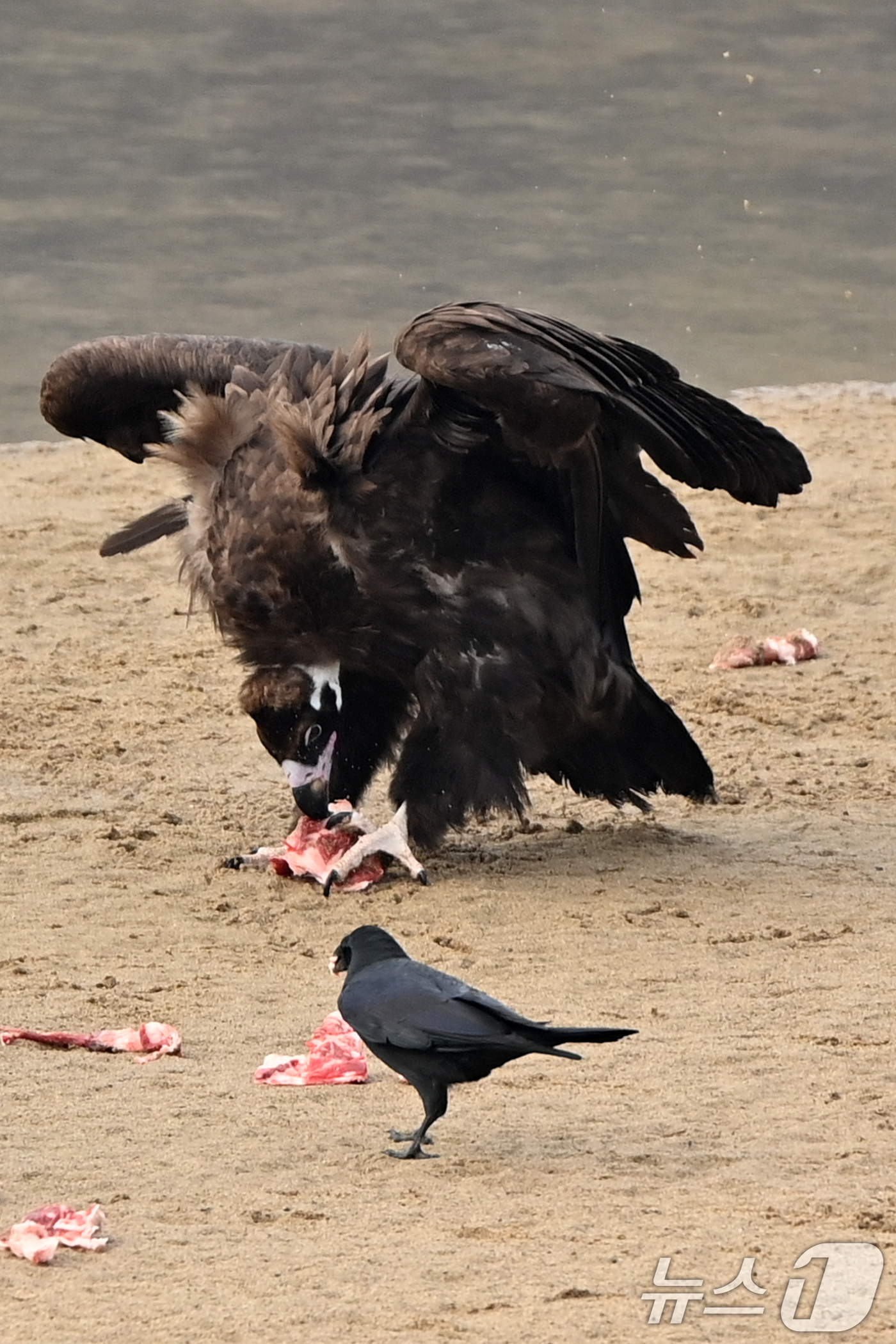 (고령=뉴스1) 최창호 기자 = 20일 천연기념물 제243-1호인 독수리들이 경북 고령군 우보면에 있는 독수리식당에서 먹잇감을 먹고 있다. 2025.12.20/뉴스1