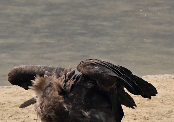 먹잇감 움켜잡은 독수리