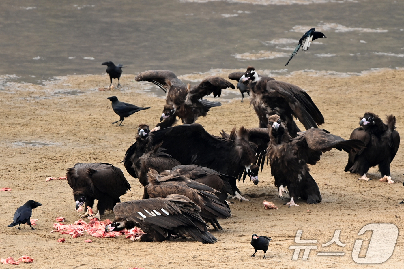 (고령=뉴스1) 최창호 기자 = 20일 천연기념물 제243-1호인 독수리들이 경북 고령군 우보면에 있는 독수리식당에서 먹잇감을 먹고 있다. 2025.12.20/뉴스1