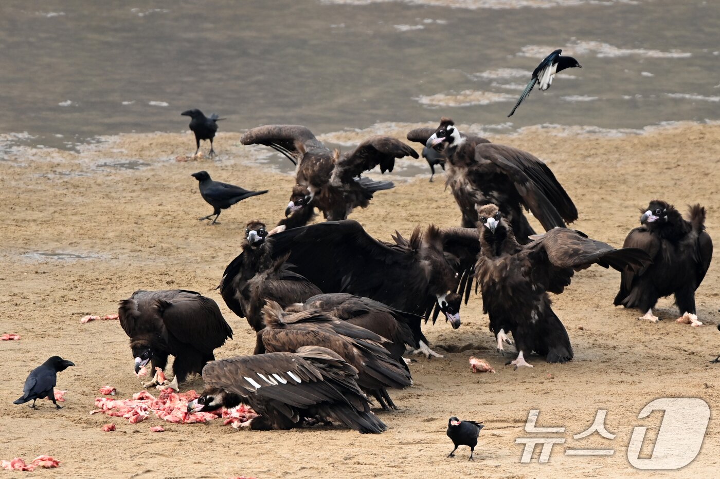 본문 이미지 - 20일 천연기념물 제243-1호인 독수리들이 경북 고령군 우보면에 있는 독수리식당에서 먹잇감을 먹고 있다. 2025.12.20/뉴스1 ⓒ News1 최창호 기자