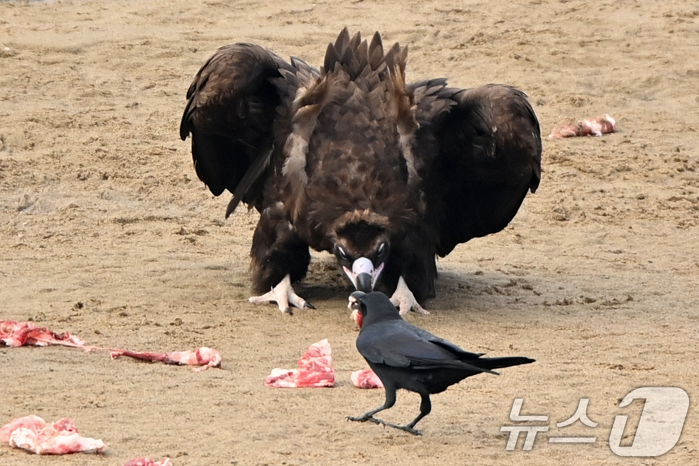 (고령=뉴스1) 최창호 기자 = 20일 천연기념물 제243-1호인 독수리 한마리가 경북 고령군 우보면에 있는 독수리식당에서 먹잇감을 먹던 중 다가오는 까마귀와 눈싸움을 하고 있다. …