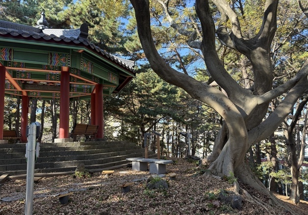 제주서 수령 100년 '팽나무 연리목' 발견…전국 두번째 발견