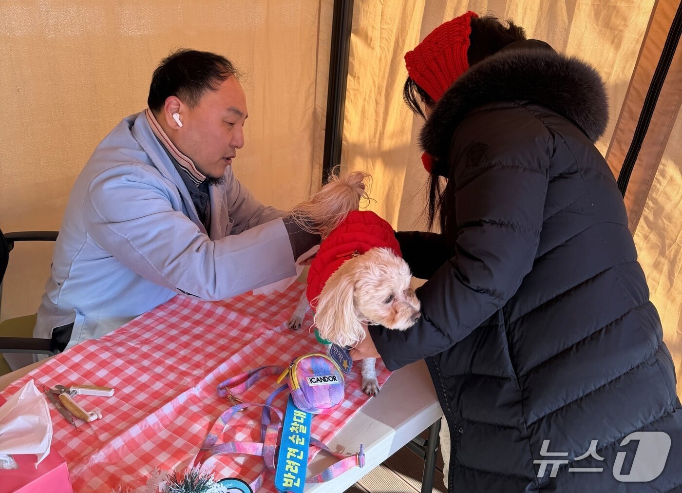 본문 이미지 - 마포구 김재현 상암동물병원 원장이 21일 난지한강공원 반려동물캠핑장에서 반려견 건강상담을 하고 있다(서울시수의사회 제공). ⓒ 뉴스1