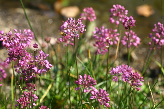 한국수목원정원관리원, 도시정원과 어울리는 자생식물 소개