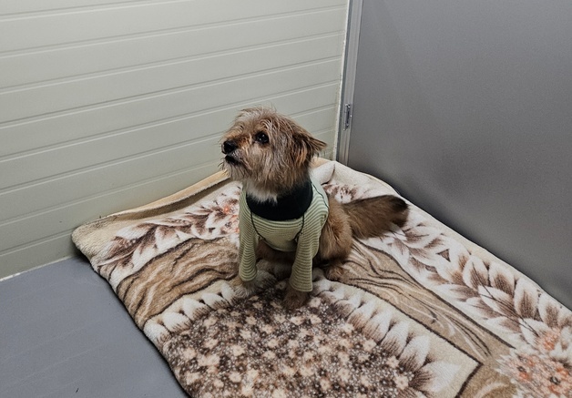 교도소서 버려진 모포, 보호소 동물들에게 따뜻한 겨울 선사