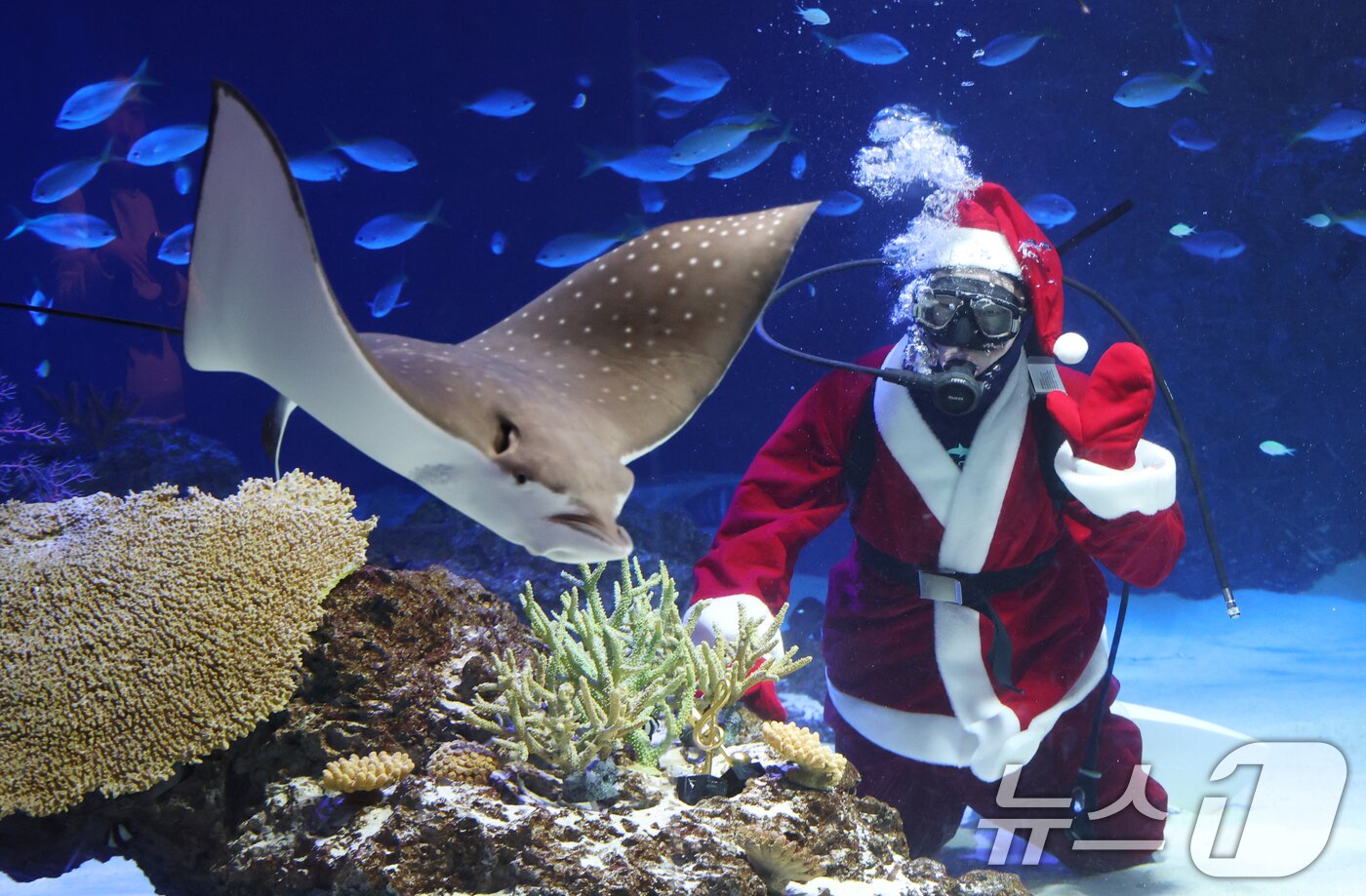 본문 이미지 - 크리스마스를 사흘 앞둔 22일 경기 수원시 영통구 아쿠아플라넷 광교에서 산타 의상을 입은 아쿠아리스트들이 크리스마스 인사를 하고 있다. 2025.12.22/뉴스1 ⓒ News1 김영운 기자