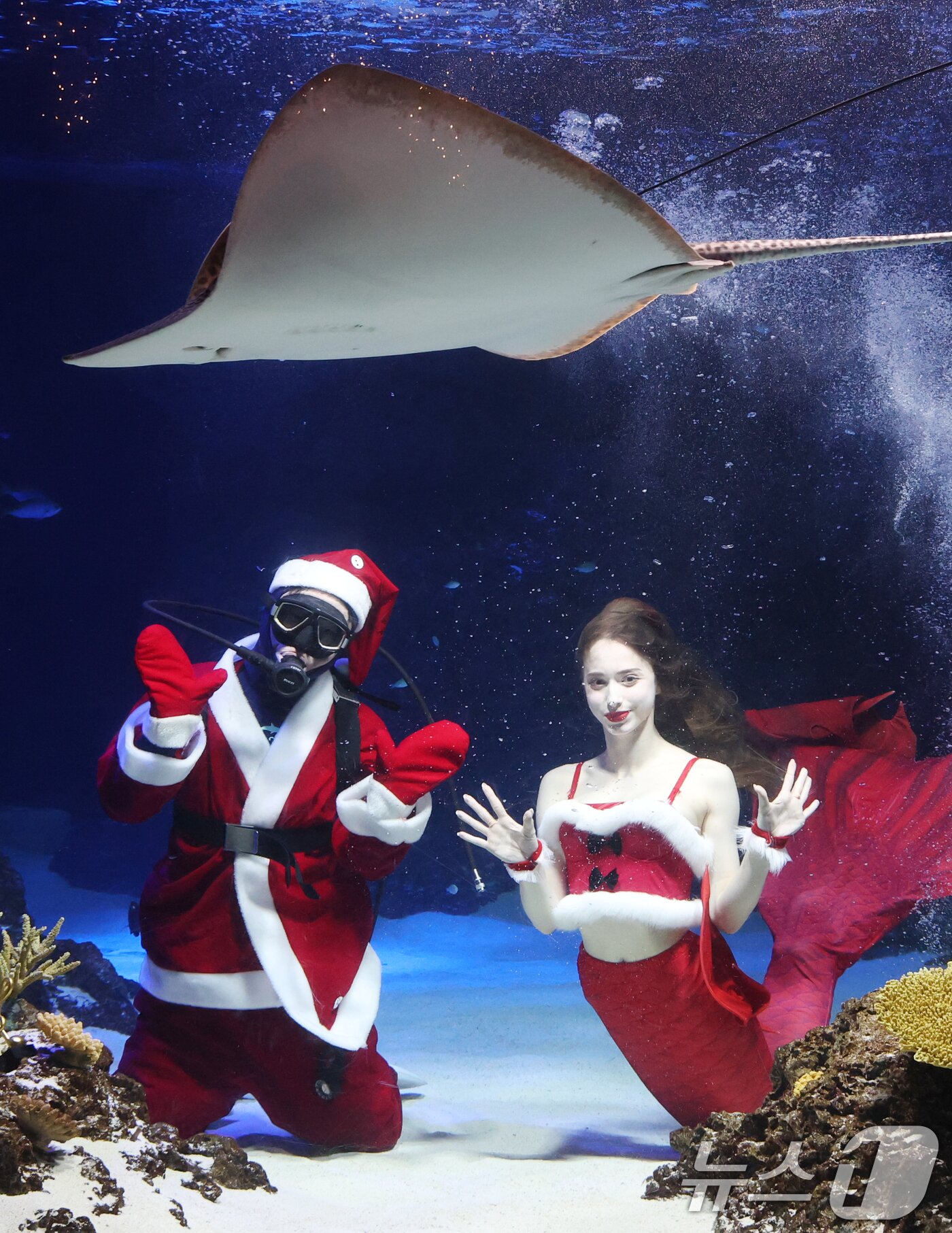 본문 이미지 - 크리스마스를 사흘 앞둔 22일 경기 수원시 영통구 아쿠아플라넷 광교에서 산타 의상을 입은 아쿠아리스트들이 크리스마스 인사를 하고 있다. 2025.12.22/뉴스1 ⓒ News1 김영운 기자