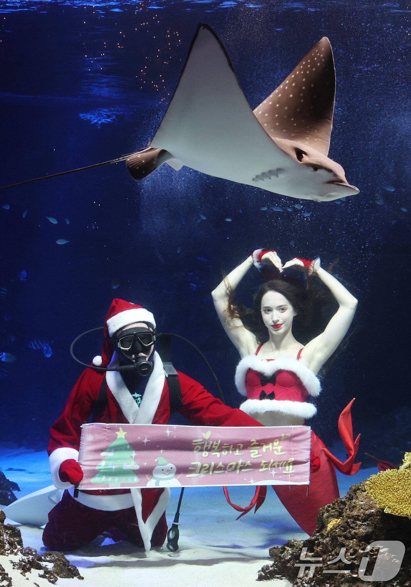 본문 이미지 - 크리스마스를 사흘 앞둔 22일 경기 수원시 영통구 아쿠아플라넷 광교에서 산타 의상을 입은 아쿠아리스트들이 크리스마스 인사를 하고 있다. 2025.12.22/뉴스1 ⓒ News1 김영운 기자