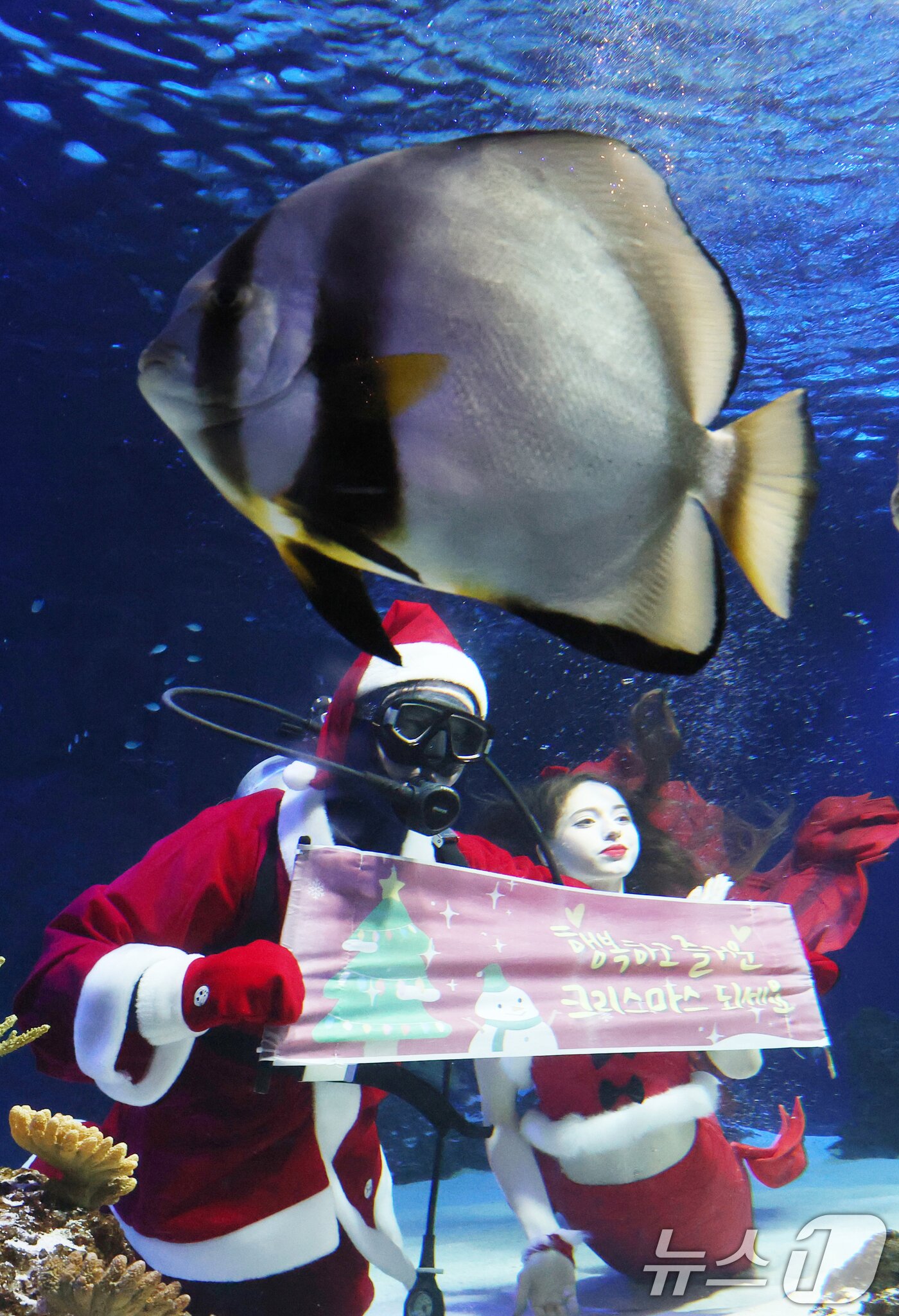 본문 이미지 - 크리스마스를 사흘 앞둔 22일 경기 수원시 영통구 아쿠아플라넷 광교에서 산타 의상을 입은 아쿠아리스트들이 크리스마스 인사를 하고 있다. 2025.12.22/뉴스1 ⓒ News1 김영운 기자