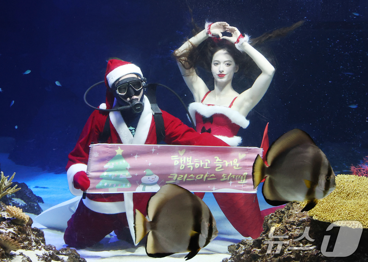 (수원=뉴스1) 김영운 기자 = 크리스마스를 사흘 앞둔 22일 경기 수원시 영통구 아쿠아플라넷 광교에서 산타 의상을 입은 아쿠아리스트들이 크리스마스 인사를 하고 있다. 2025.1 …