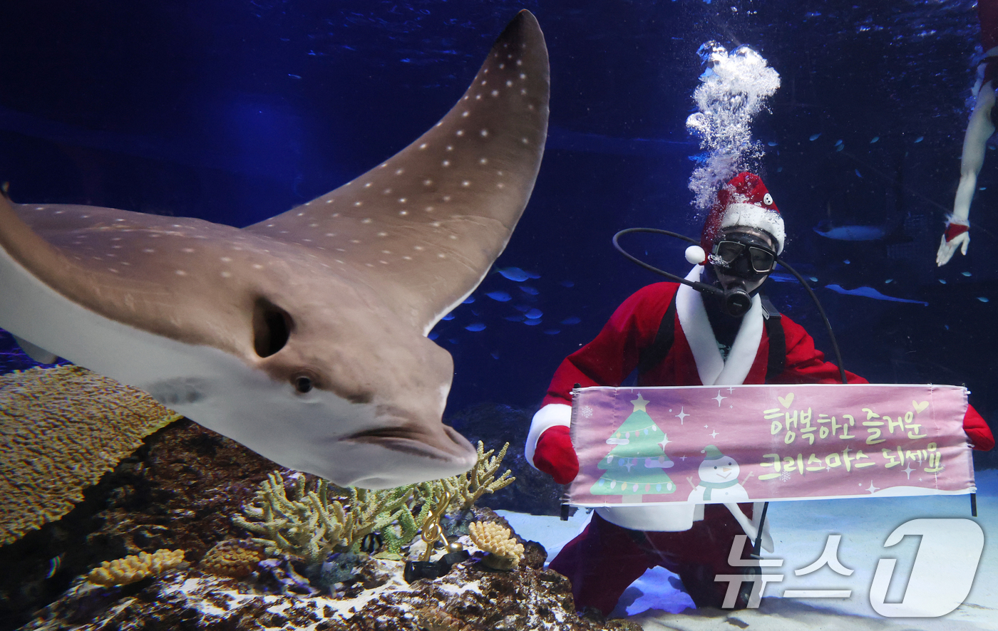 (수원=뉴스1) 김영운 기자 = 크리스마스를 사흘 앞둔 22일 경기 수원시 영통구 아쿠아플라넷 광교에서 산타 의상을 입은 아쿠아리스트들이 크리스마스 인사를 하고 있다. 2025.1 …