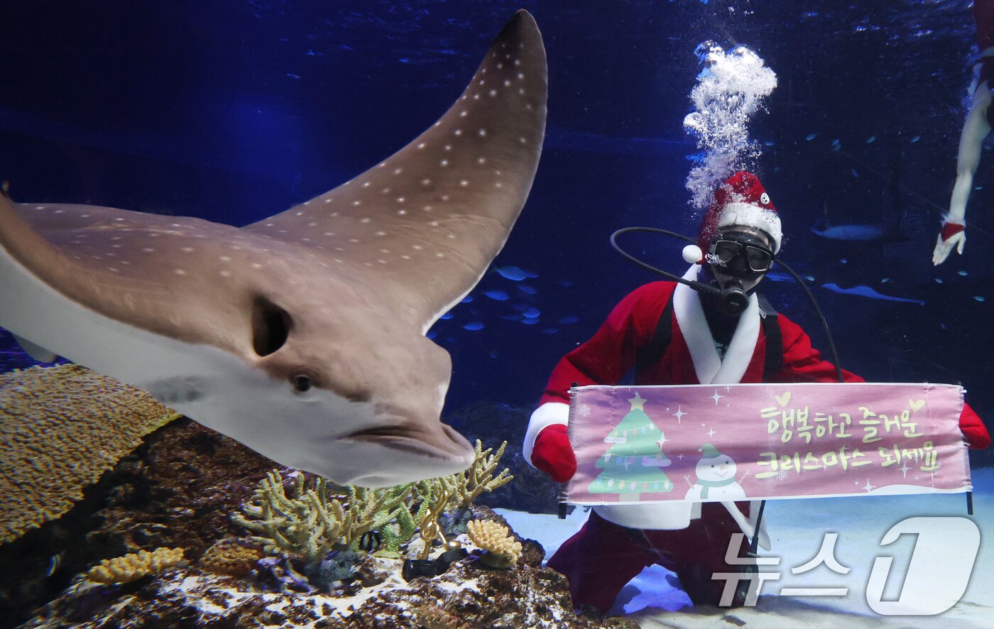 본문 이미지 - 크리스마스를 사흘 앞둔 22일 경기 수원시 영통구 아쿠아플라넷 광교에서 산타 의상을 입은 아쿠아리스트들이 크리스마스 인사를 하고 있다. 2025.12.22/뉴스1 ⓒ News1 김영운 기자
