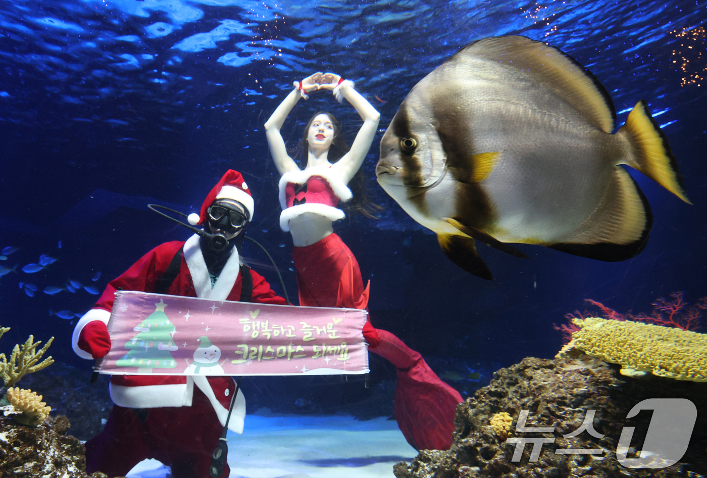 (수원=뉴스1) 김영운 기자 = 크리스마스를 사흘 앞둔 22일 경기 수원시 영통구 아쿠아플라넷 광교에서 산타 의상을 입은 아쿠아리스트들이 크리스마스 인사를 하고 있다. 2025.1 …
