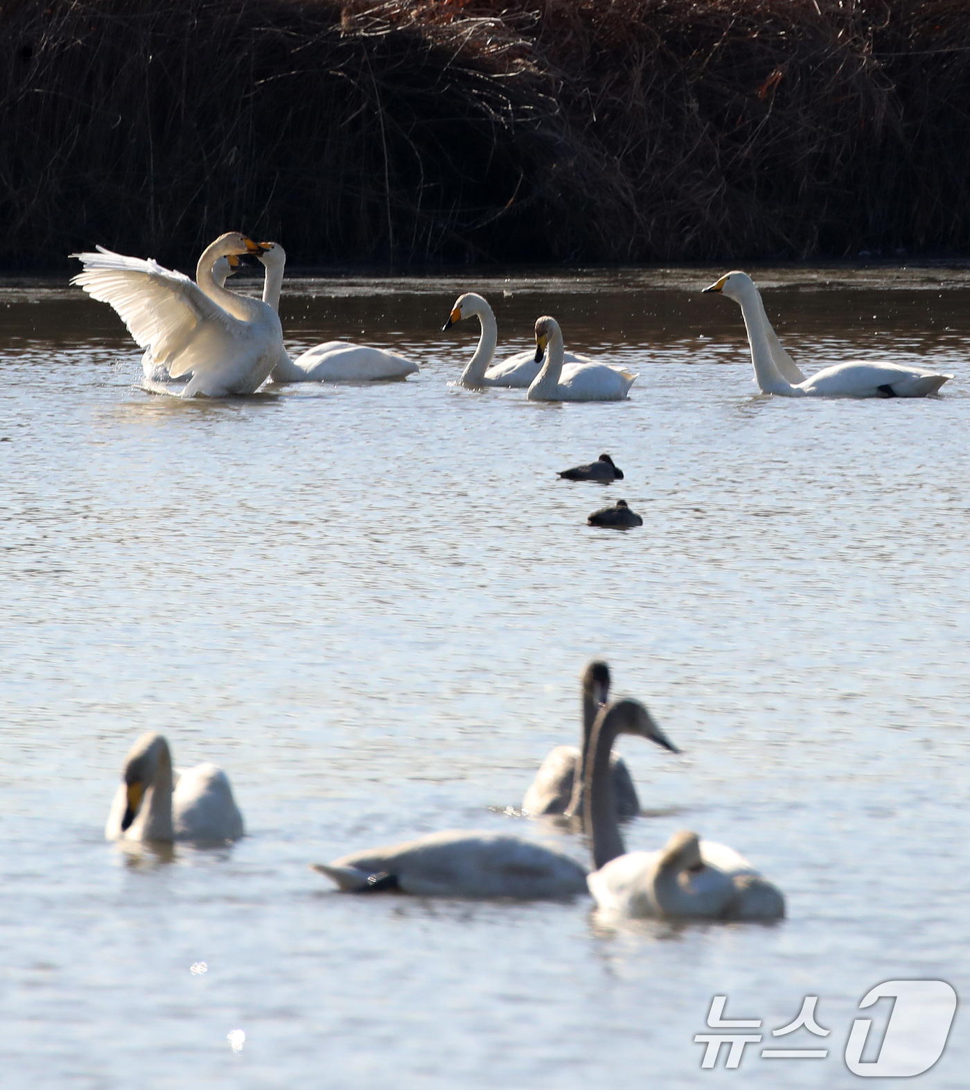 (부산=뉴스1) 윤일지 기자 = 22일 부산 강서구 대저대교 건설 예정지 낙동강 인근에서 천연기념물 제201-2호인 큰고니들이 휴식을 취하고 있다.  2025.12.22/뉴스1