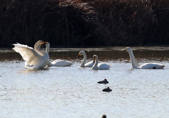낙동강 '백조의 호수' 찾은 큰고니