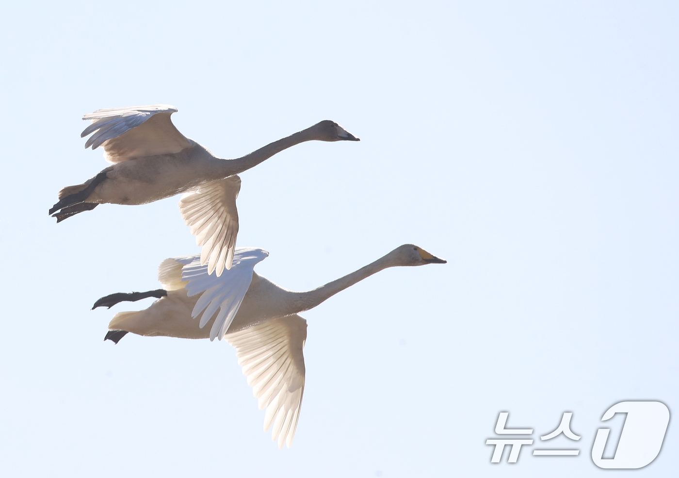 (부산=뉴스1) 윤일지 기자 = 22일 부산 강서구 대저대교 건설 예정지 낙동강 인근에서 천연기념물 제201-2호인 큰고니들이 비행하고 있다. 2025.12.22/뉴스1