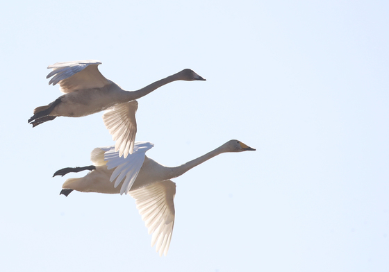 부산 상공 나는 큰고니