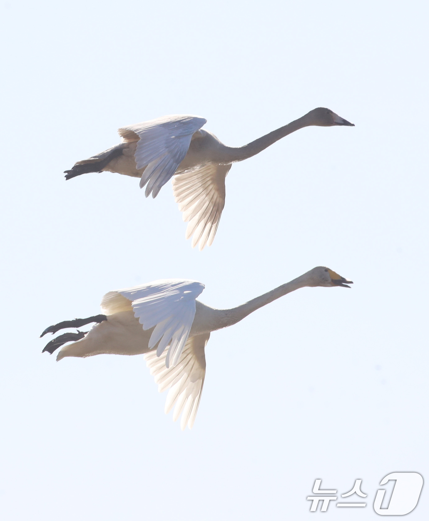 (부산=뉴스1) 윤일지 기자 = 22일 부산 강서구 대저대교 건설 예정지 낙동강 인근에서 천연기념물 제201-2호인 큰고니들이 비행하고 있다. 2025.12.22/뉴스1