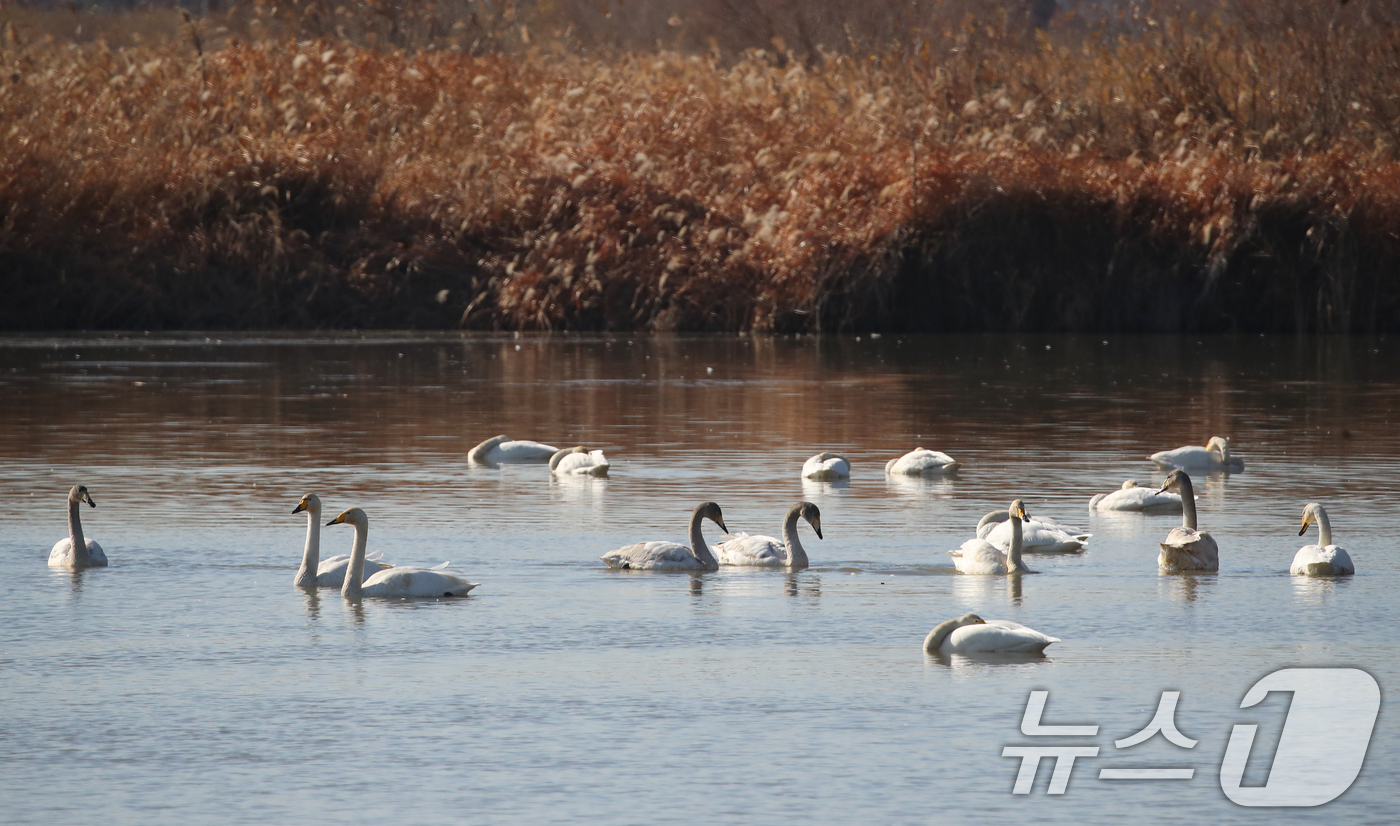 (부산=뉴스1) 윤일지 기자 = 22일 부산 강서구 대저대교 건설 예정지 낙동강 인근에서 천연기념물 제201-2호인 큰고니들이 휴식을 취하고 있다.  2025.12.22/뉴스1